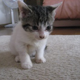 可愛い子です。よろしくお願いします。