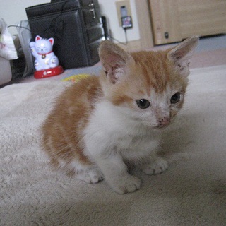 可愛い子です。よろしくお願いします。