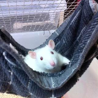 ファンシーラット【白】１ヶ月と３週間