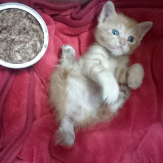 ☆優しい里親さん募集☆