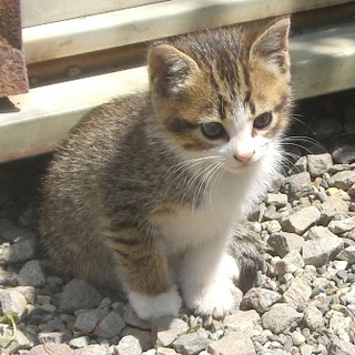 仔猫ちゃんの里親募集！