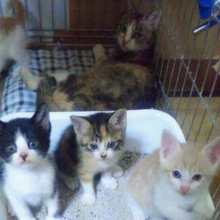 遊んでにゃんこ兄妹