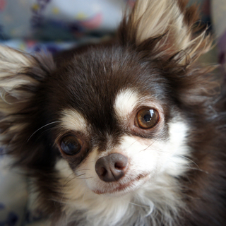 チワワ♂Jay君　チワワ好きのご家族募集中