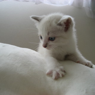 人なつこく白雪姫ちゃんです