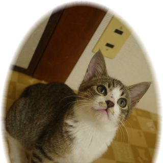 としお君☆里親募集