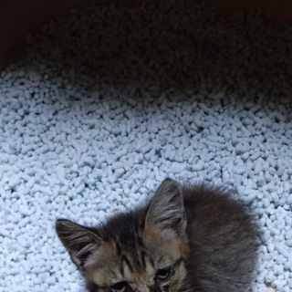 2ヶ月子猫の里親募集