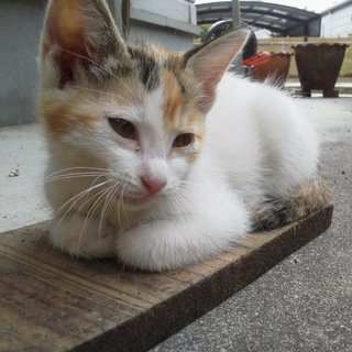 子猫、もらってください。