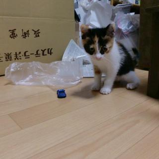 この子の里親になってあげてください！！