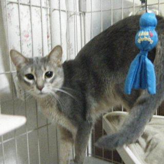 アビシニアン（ブルー）里親募集です