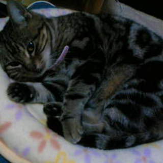 住宅環境悪化につき急いでいます。