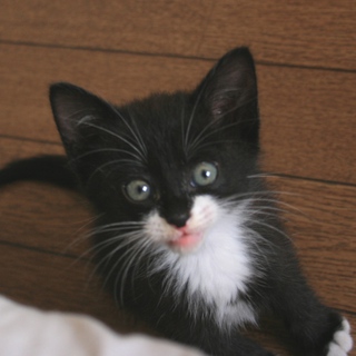 甘えん坊のタキシード猫里親さん募集中です☆