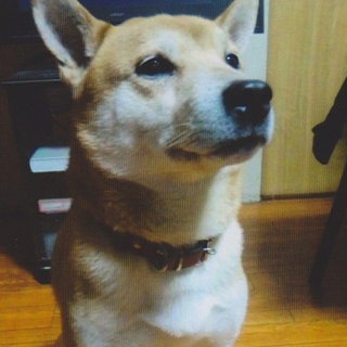 ７歳柴犬♂　里親さん募集！