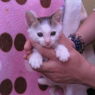 スリゴロニャンコものちゃん