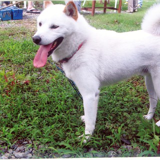 またいち君。訓練士または元訓練士希望。