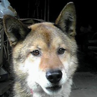 緊急募集！６歳ミックス♂飼主さん募集！