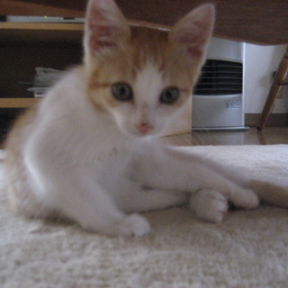 可愛い子です。よろしくお願いします。