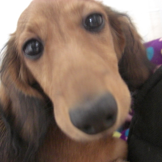 里親募集＠２才になったばかりのミニチュアダックスです。