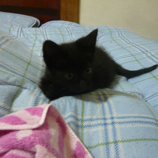 有難うございました