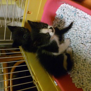 生後1ヶ月程の保護仔猫2匹。真っ黒、白黒。 