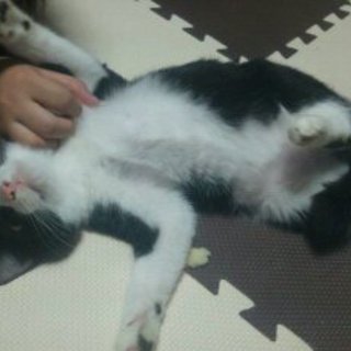 子猫の里親募集いたします