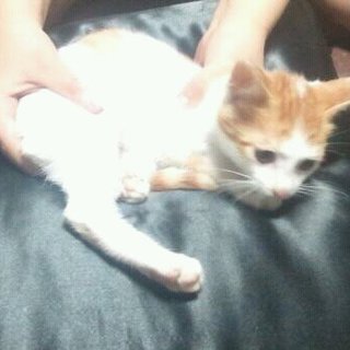 里親急募です。