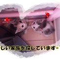 ②仔猫ちゃん♂♀家族決定♪