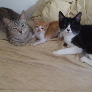 二匹募集します。