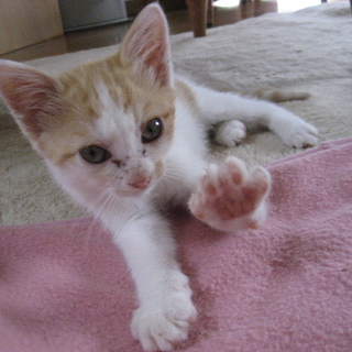 可愛い子です。よろしくお願いします。