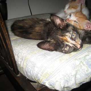 よろしくお願いします。