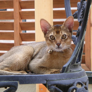 アビシニアン（ルディ）　オス　H23.1.11産れ