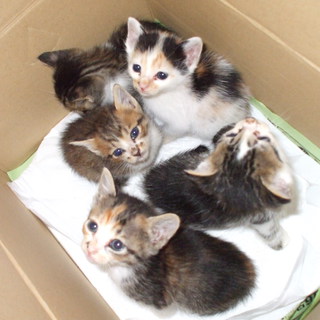 里親募集中です