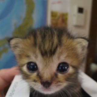 素敵な家族が出来ました！本当にありがとうございました！