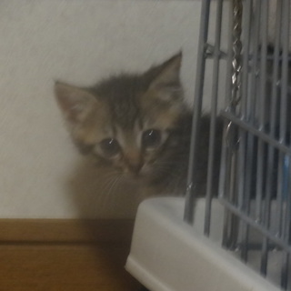 警戒心強いけど慣れると甘えん坊な男の子、家族探してます。