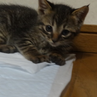 何でも平気な男の子、新しい家族を探してます。