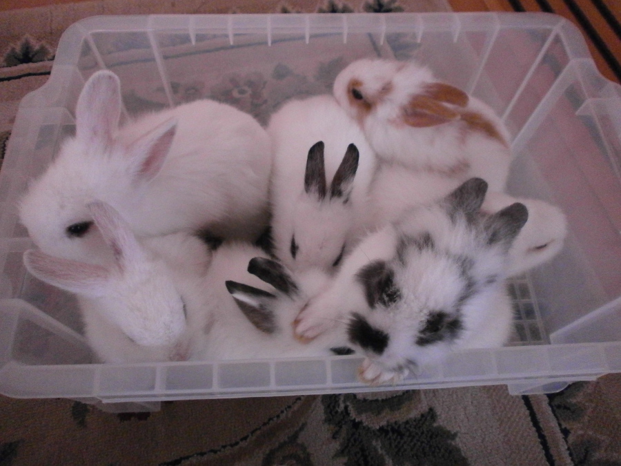 7羽のライオンネザードワ 徳島県 小動物の里親募集 3869 ペットのおうち 月間利用者150万人