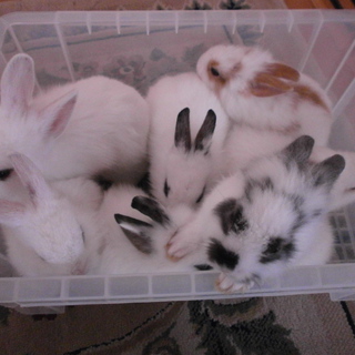 7羽のライオンネザードワーフの赤ちゃん