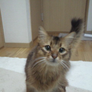 ★ソマリ★里親募集★