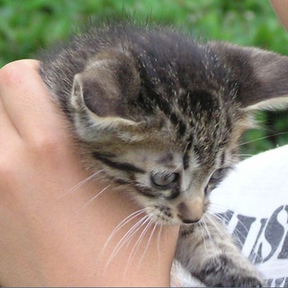 おとなしく賢い子です