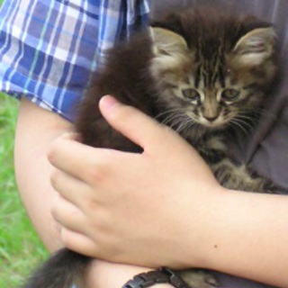 おとなしく賢い子です