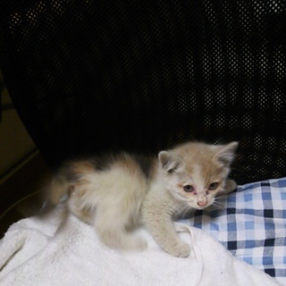 急募！生後1ヶ月前後子猫♀