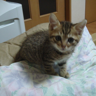 子猫貰ってください！可愛いですよ！