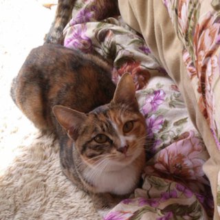 甘えた　三毛猫ちゃん