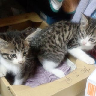 2ヶ月の姉弟猫です