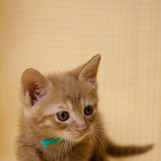 ■31番：茶トラ君♂