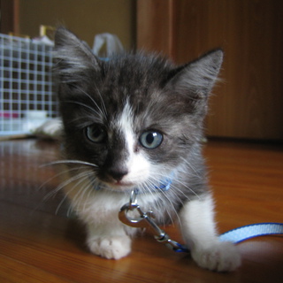 里親様募集です！