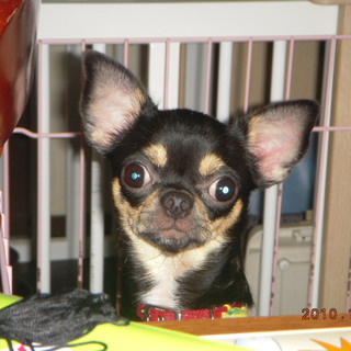 チワワの女の子、お譲りします。