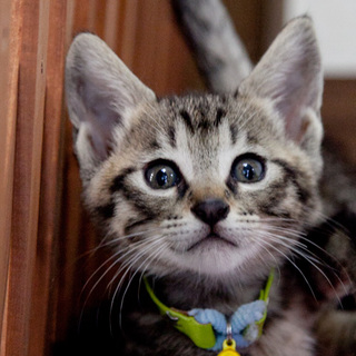 ■34番：キジくん（若草）♂