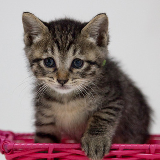 ■36番：キジくん（黄緑）♂