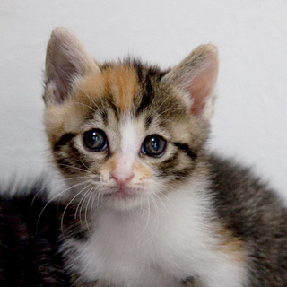 ■39番：シマ三毛ちゃん♀