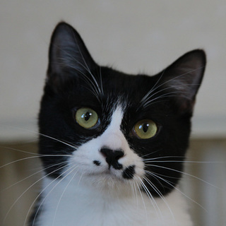 ■23番：黒白♂